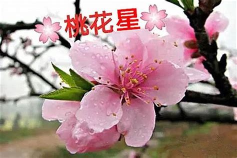 桃花神煞|八字中的桃花怎么看？八字桃花类型有哪些？